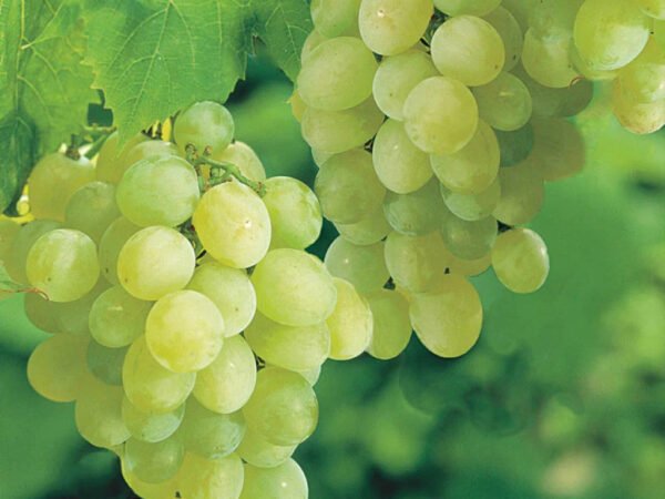 White Grapes