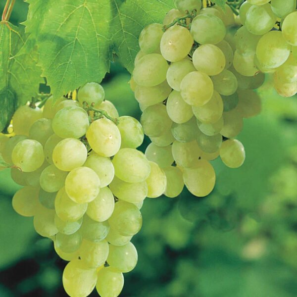 White Grapes White Grapes