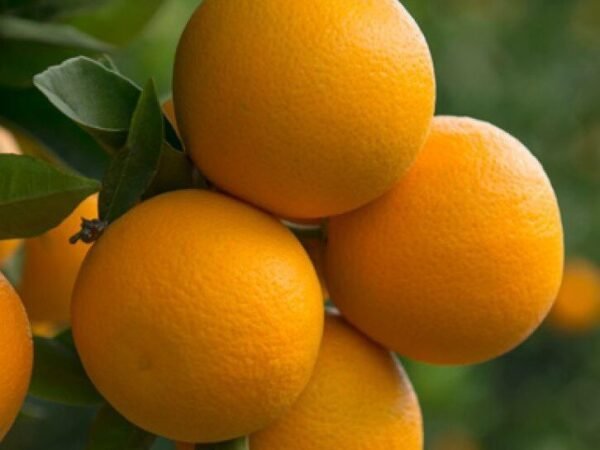 Egyptian Orange