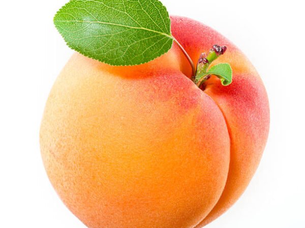 Apricot