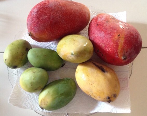Mango Egyptian Owaisi