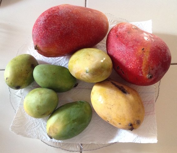 Mango Egyptian Owaisi Mango Egyptian Owaisi