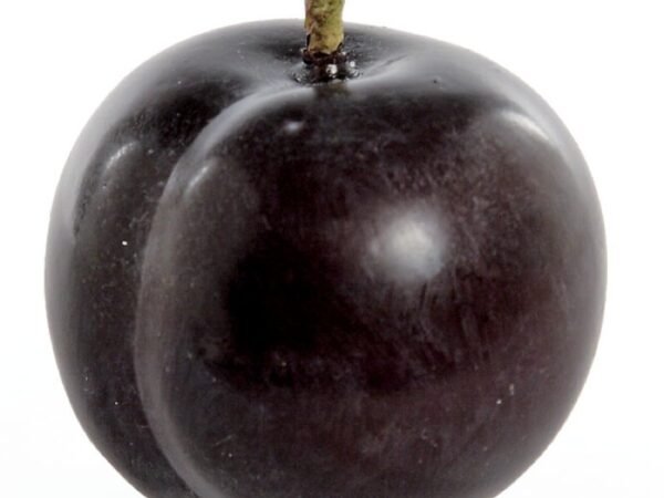 Brown Plum